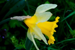 Daffodil - the trumpet of Spring!