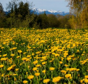 Dandelion fields for-ever