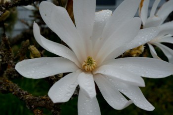 Open Magnolia blossom with raindrops