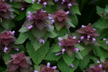 Purple Deadnettle