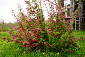 Red Flowering Currant shrub