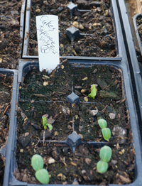 Japanese Slicing Cucumbers, "Tasty Treat," from Renee's Garden - were quick to sprout.