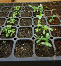 Herb seedlings