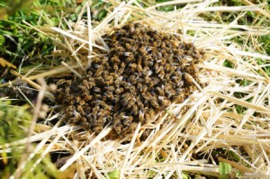 Bees on straw