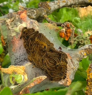 Tent Caterpillars on a Branch 