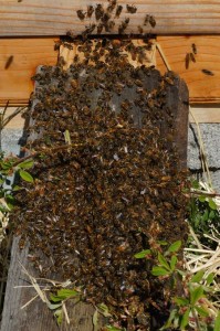 Bees enter hive