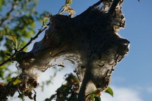 Large tent caterpillar nest