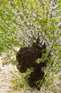 Bee swarm on Korean Cherry shrub