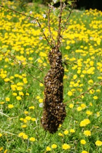 Small swarm on branch