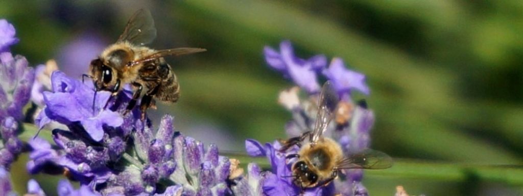 honeybees on lavender buds