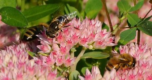 honeybees on sedum flowers