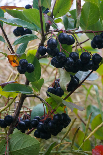 High in antioxidants, Aronia berries are a tasty addition to the garden.