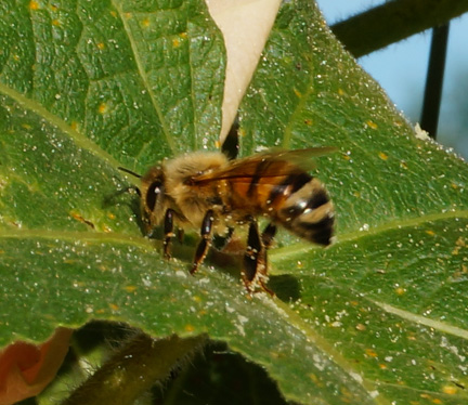 honeybee on hollyhock leaf