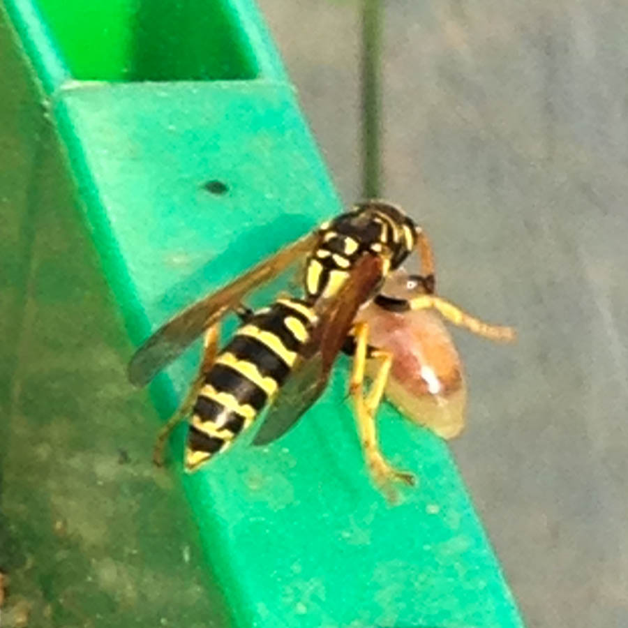 wasp with baby slug