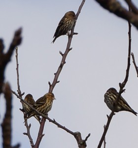 Sparrows