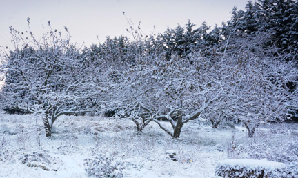 snowy orchard