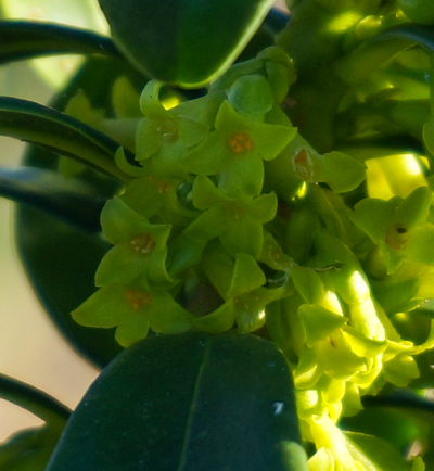 Mystery shrub flowers