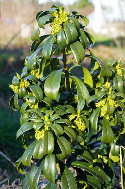 Mystery shrub