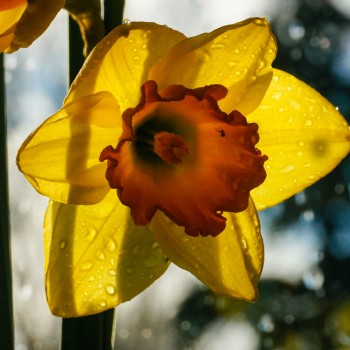Raindrops on a daffodil.