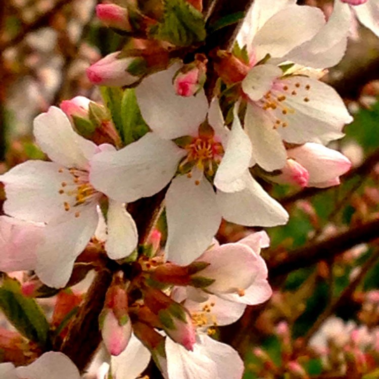 Nanking Cherry blossoms