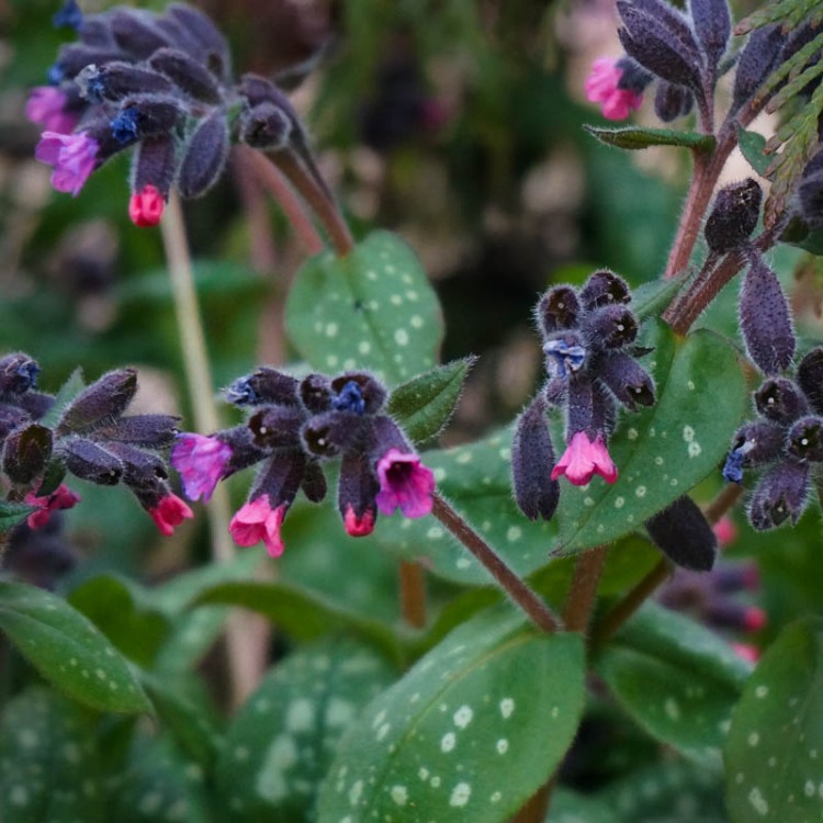 Pulmonaria, also known as Lungwort, likes to live in shady places and is one of the first to bloom.