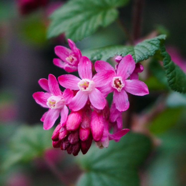 Red-flowering-currant