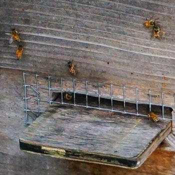 Bees on cleansing flight in January.