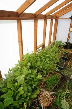 Greens in Solexx Greenhouse