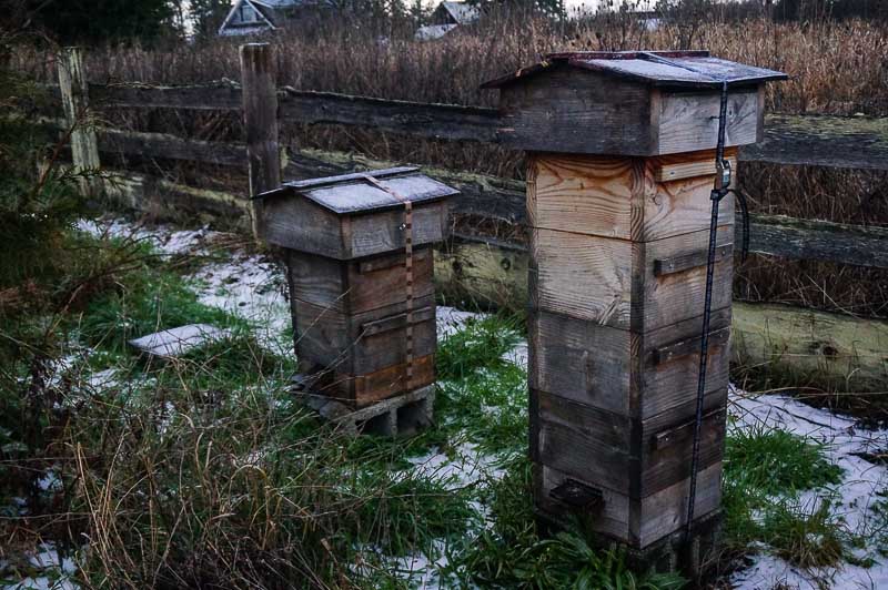 Beehives in January
