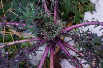 Winter Kale