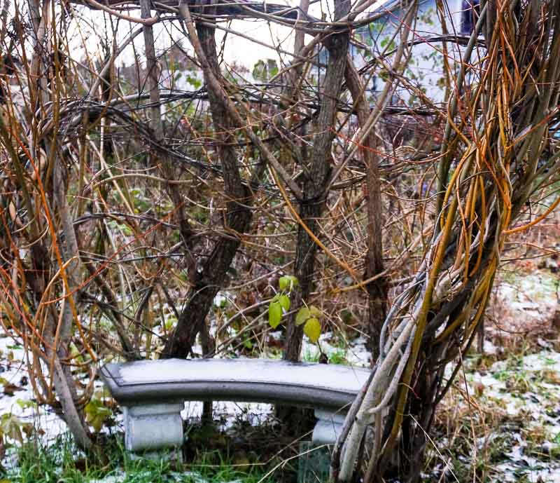 A Cold Bench at the Willow Chair
