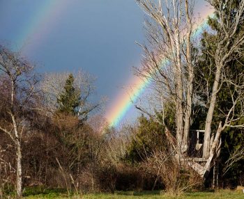 Double rainbow behind the old treehouse in the maple tree