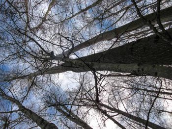 Towering Cottonwood Trees