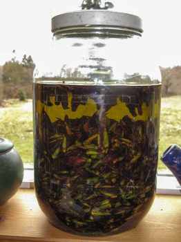 Jar of cottonwood oil