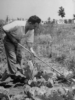 Man tilling soil in his victory garden