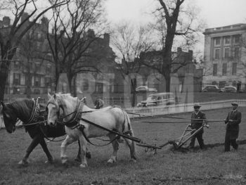 Plowing Boston Common for a Victory Garden