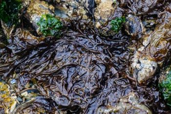 Nori (Porphyra spp.) Seaweed