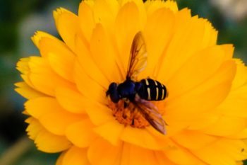 Bee on calendula flower