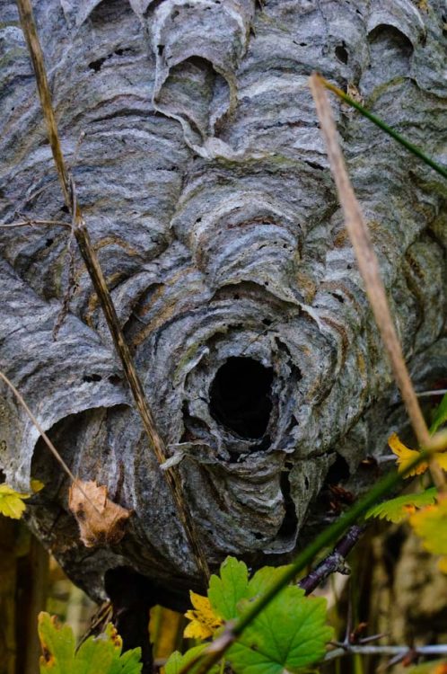Bald-faced hornet nest