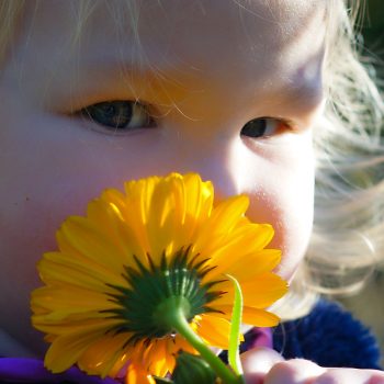 Toddler with calendula