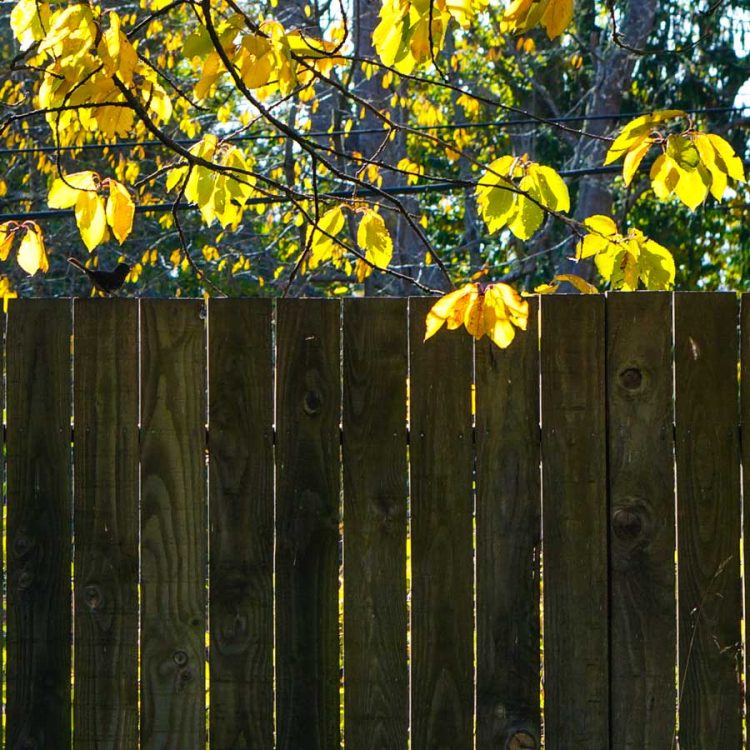 Bird on a Fence