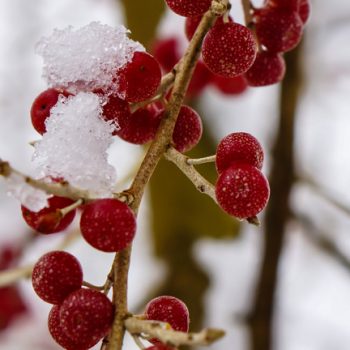 Autumn olive berry Christmas treat