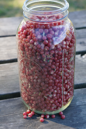 jar of autumn berries