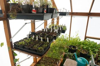 Inadequate greenhouse shelving