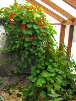 Monstrous Nasturtium taking over greenhouse