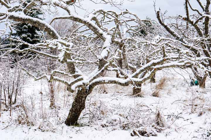 Pruned Prune Tree in Winter