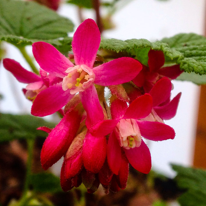 Flowering red-flowering currant in February greenhouse