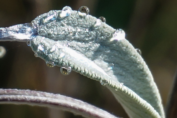 rain on lamb's ear leaf