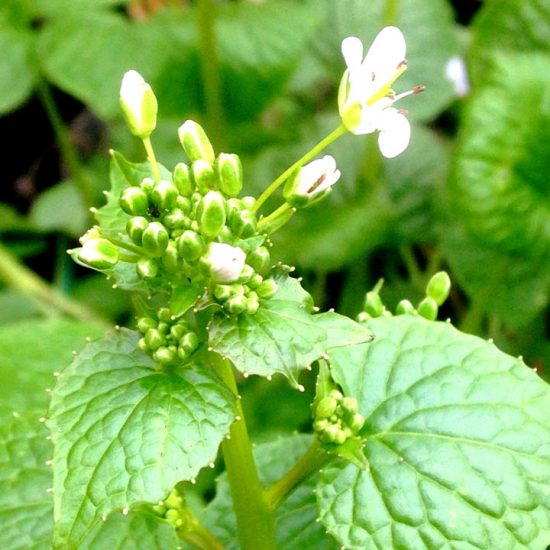 Blooming wasabi in greenhouse