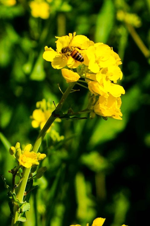 Bee on Brassica - Wild Mustard